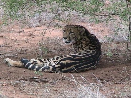 Name:  striped leopard.jpg
Views: 583
Size:  108.1 KB